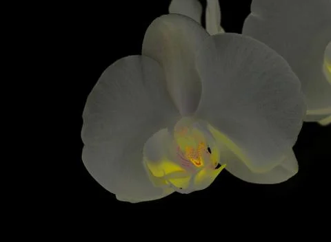 White orchid Stock Photos
