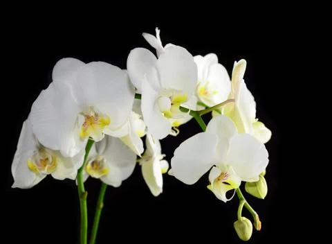 White orchid 스톡 사진