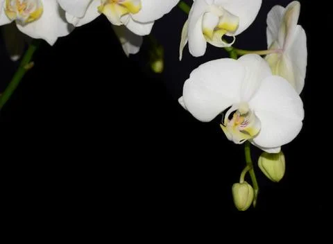 White orchid Stock Photos