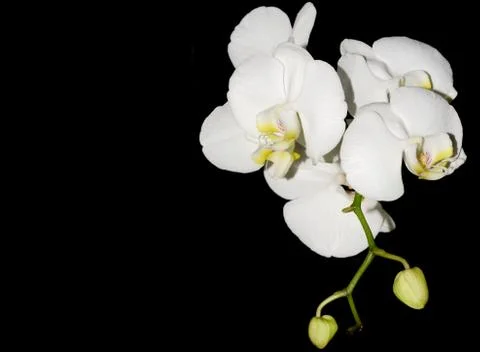 White orchid Stock-Fotos