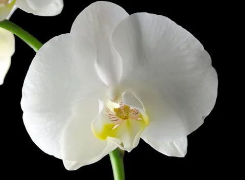 White orchid Stock Photos
