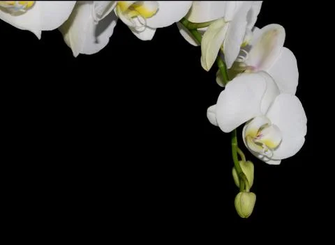 White orchid Foto stock