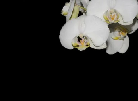 White orchid Stock Photos