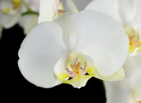 White orchid 스톡 사진