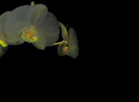 White orchid Stock Photos