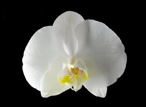 White orchid Stock Photos