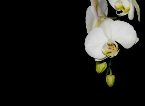 White orchid Foto stock