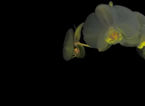 White orchid Fotos Stock