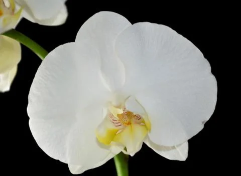White orchid Stock Photos