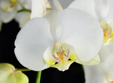 White orchid 스톡 사진
