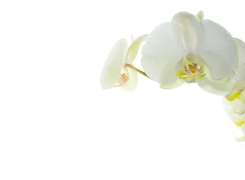 White orchid Stock Photos