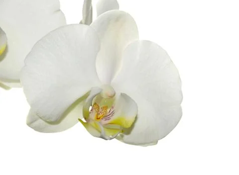 White orchid Stock Photos