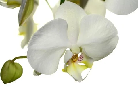 White orchid Stock-Fotos
