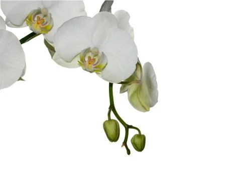 White orchid Stock-Fotos