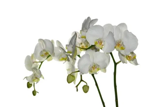 White orchid Stock Photos