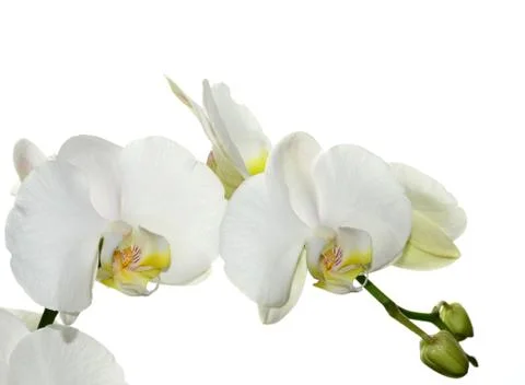 White orchid Stock Photos