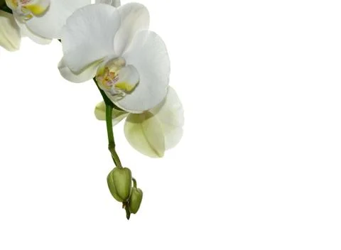 White orchid 스톡 사진