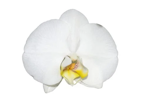 White orchid Foto stock