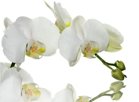 White orchid Stock Photos