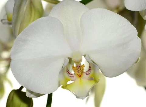 White orchid Stock Photos
