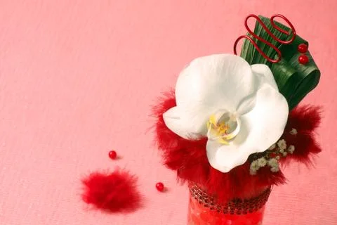 White orchid Stock Photos