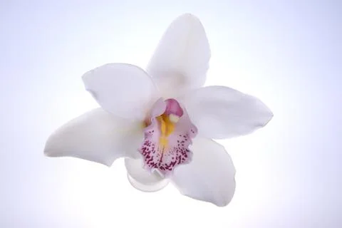 White orchid Stock Photos