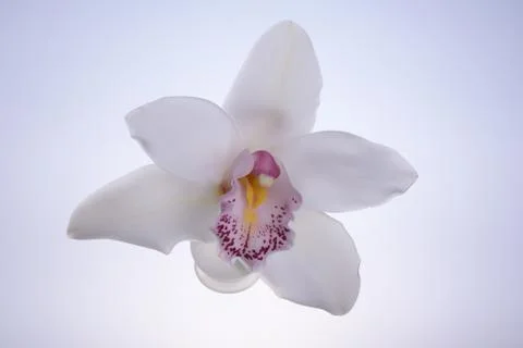 White orchid Stock Photos