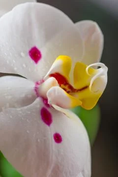White Orchid Stock Photos