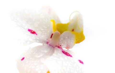 White Orchid Stock Photos