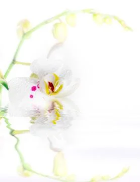 White Orchid Stock Photos