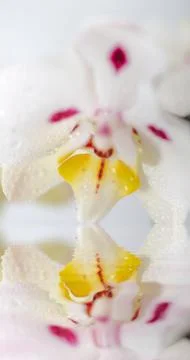 White Orchid Stock Photos