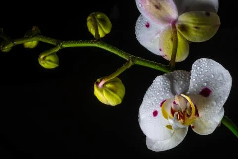 White Orchid Stock-Fotos