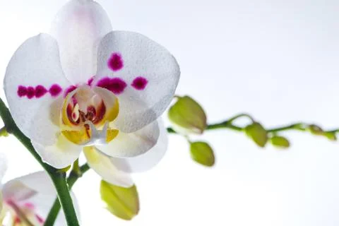 White Orchid Stock Photos