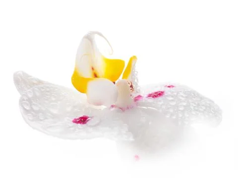 White Orchid Stock Photos