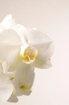 White orchid Stock Photos