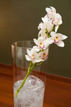 White orchid Stock Photos