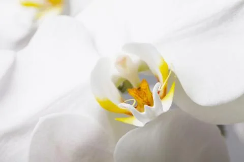 White orchid Stock Photos