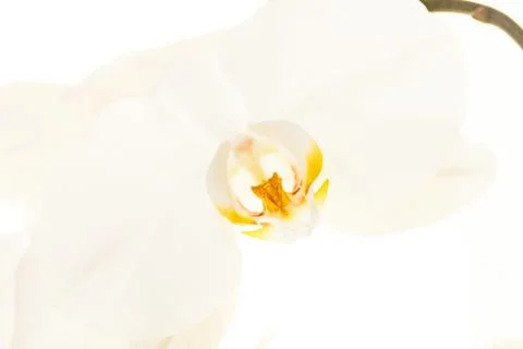 White orchid Stock Photos