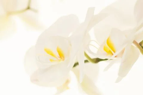 White orchid Stock Photos