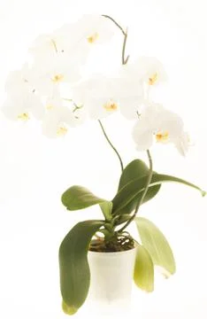 White orchid Stock Photos