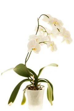 White orchid Stock Photos