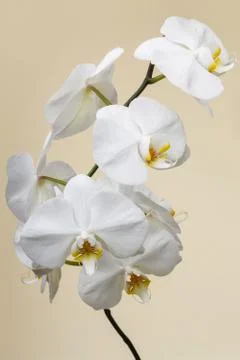 White orchid Stock Photos