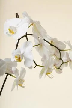 White orchid Stock Photos