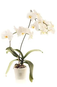 White orchid Stock Photos