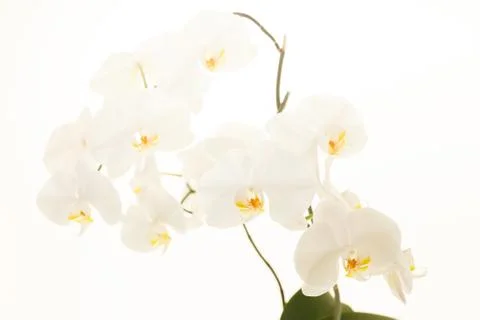 White orchid Stock Photos