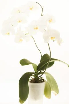 White orchid Stock Photos