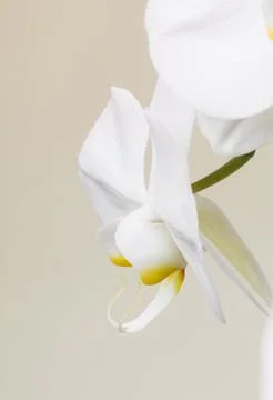 White orchid Stock Photos