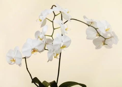 White orchid Stock Photos
