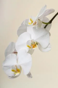 White orchid Foto stock