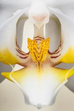 White orchid Stock Photos